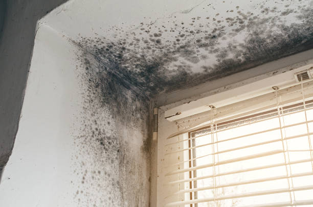 Affordable Mold Cleanup solutions in Peabody, MA